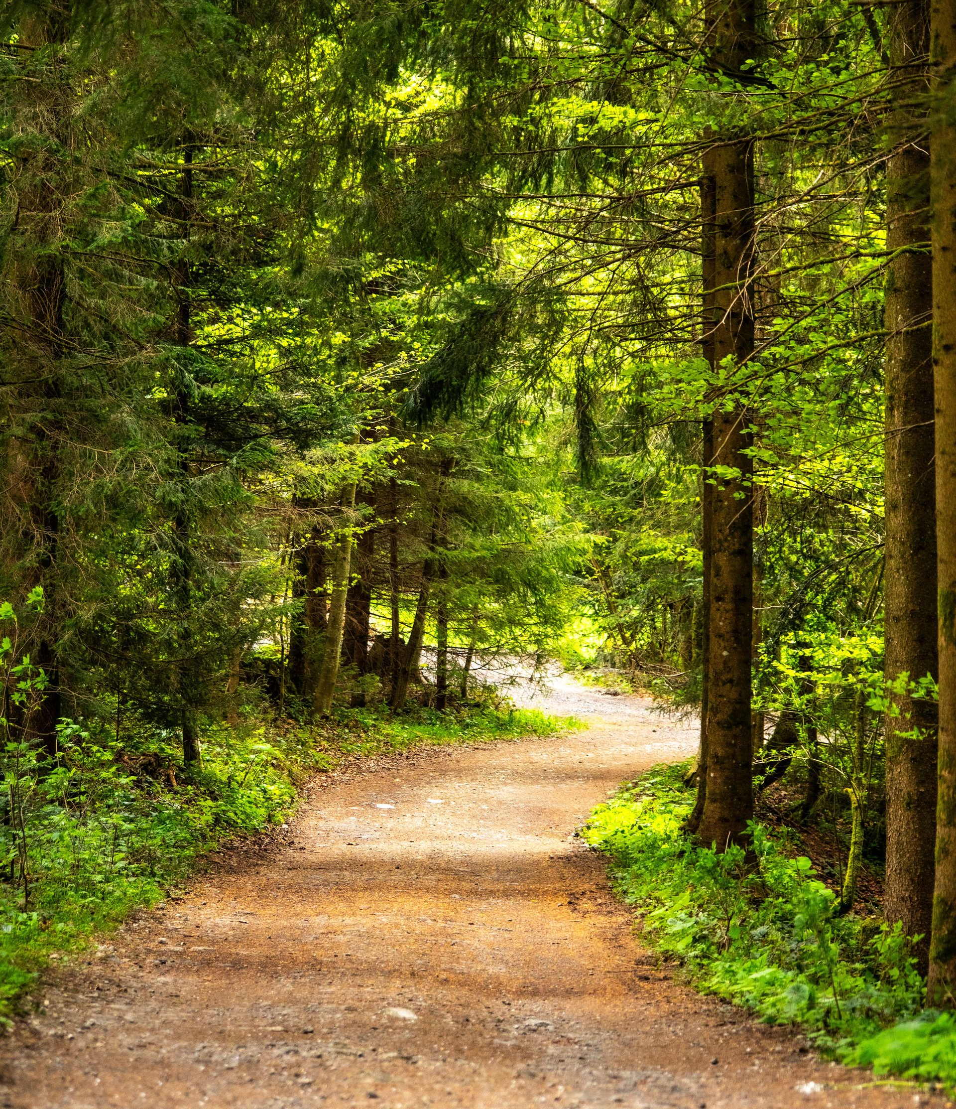Winding dirt trail through a lush green forest with sunlight filtering through the trees