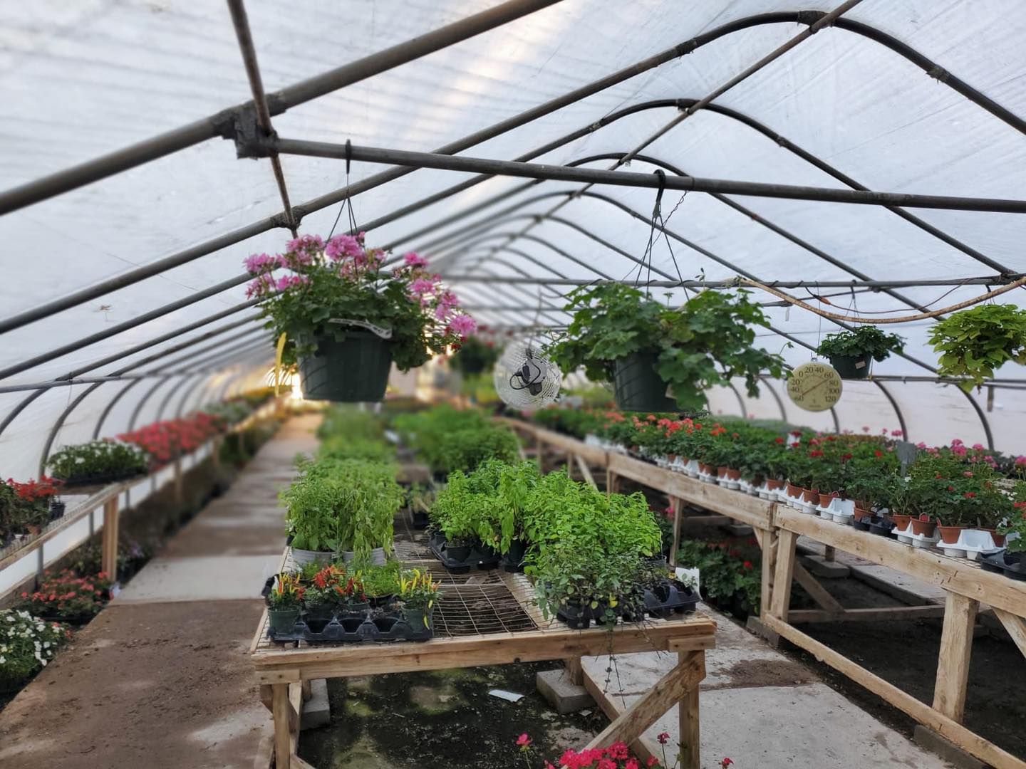 A greenhouse filled with lots of potted plants and flowers.