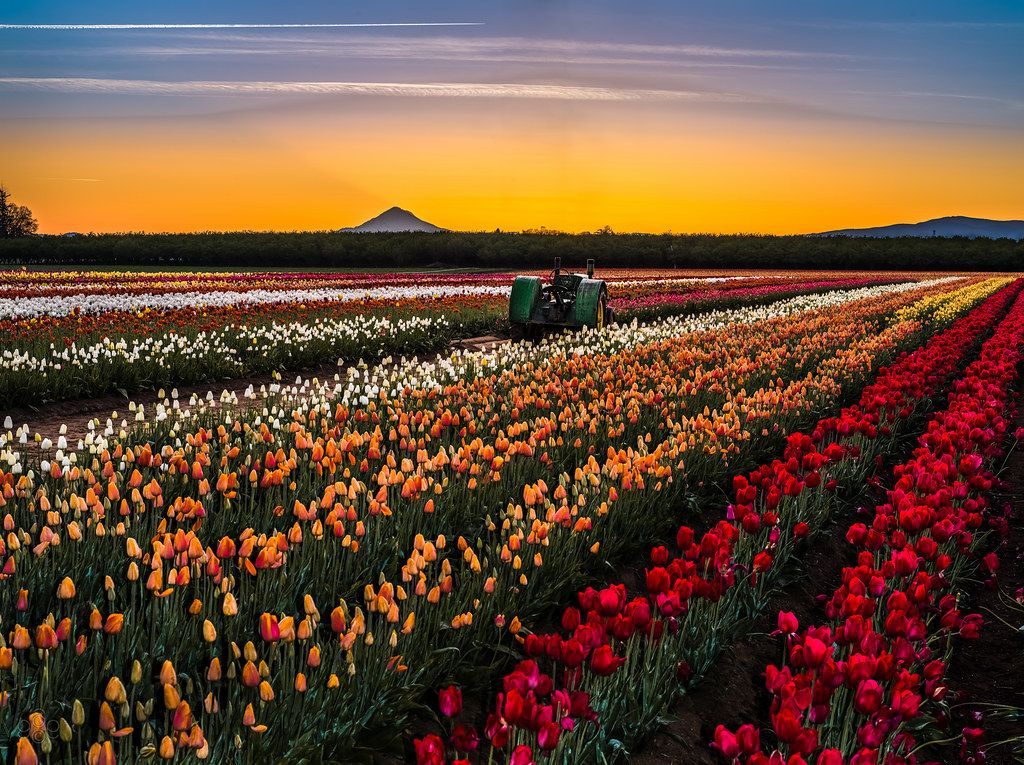 A field of colorful tulips with a tractor at sunset.
