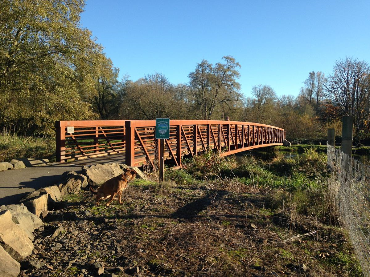 Brown dog near a rust-colored bridge over water, path in front, trees in background, bright blue sky.