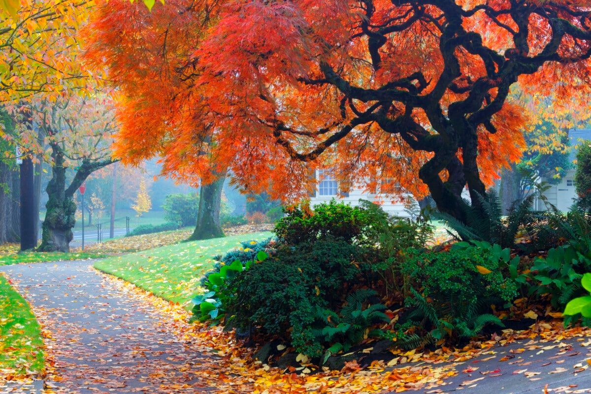 Pathway through a park, lined with trees in fall colors: orange, red, yellow. Hazy sky.