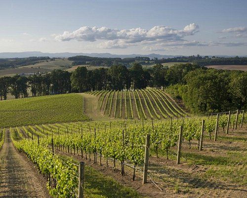 Vineyard with rows of grapevines on a sunny hillside. Green foliage, brown soil, blue sky.