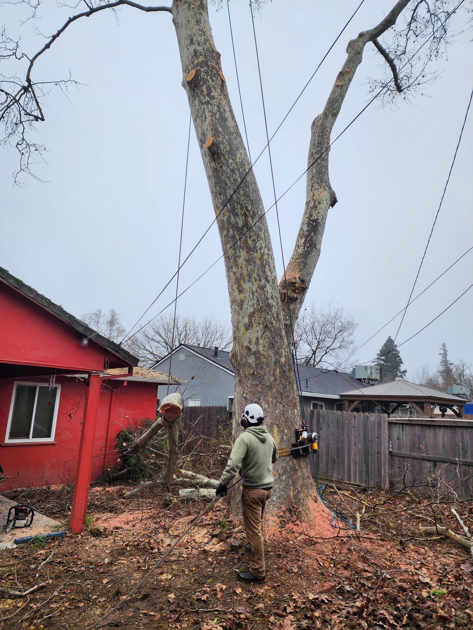 Safe Tree Removal Services | Woodland, Sacramento & Davis, CA