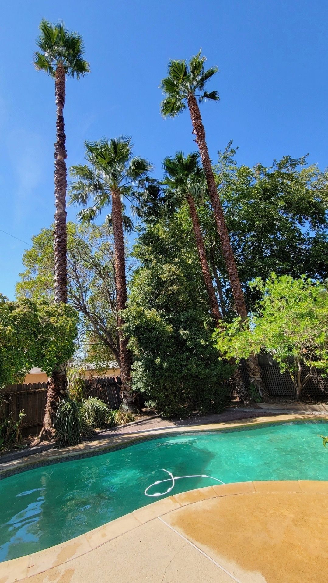 Swimming pool with palm trees, blue sky.