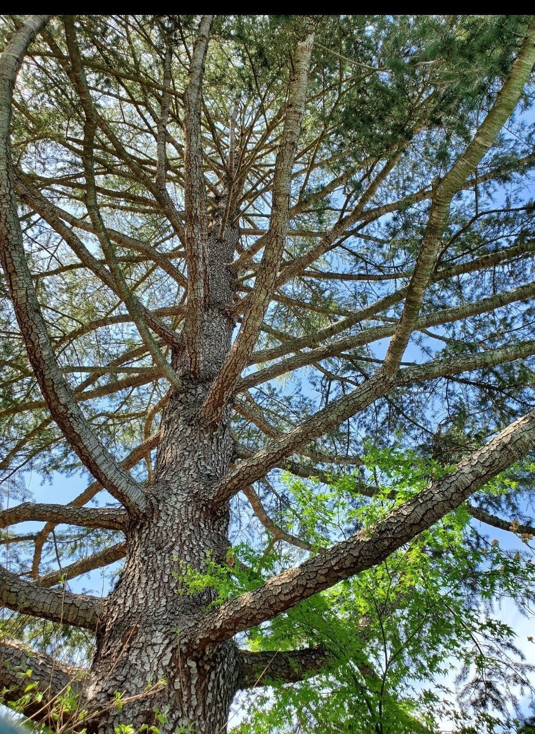 Large tree trunk with many branches against a blue sky, some green foliage visible.