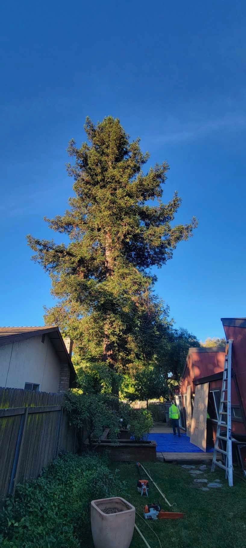 Tall evergreen tree in backyard, blue sky.  Person in the background near a building, grass in the foreground.