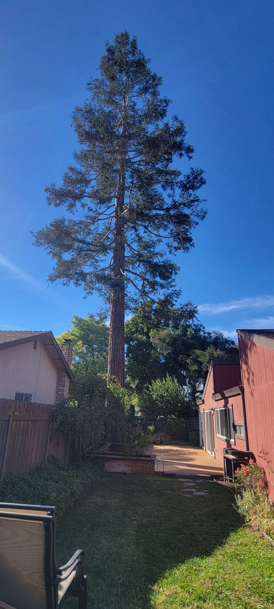 Tall pine tree dominates a yard between buildings under a bright blue sky.