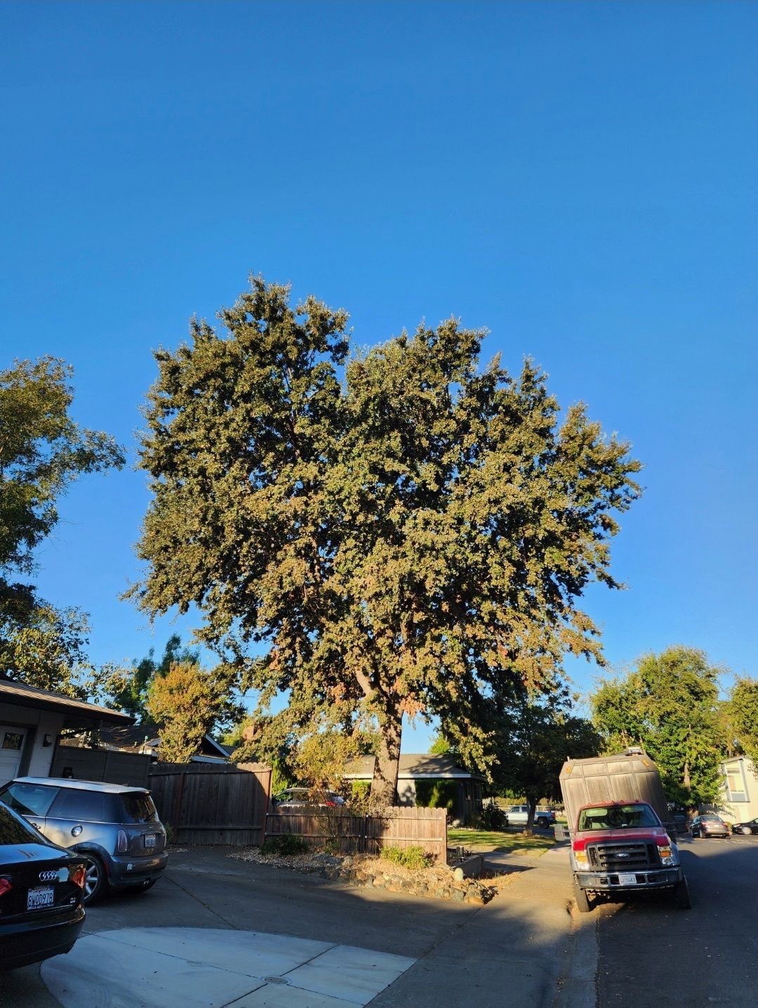 Large tree with dense green foliage against a clear blue sky, cars parked nearby.