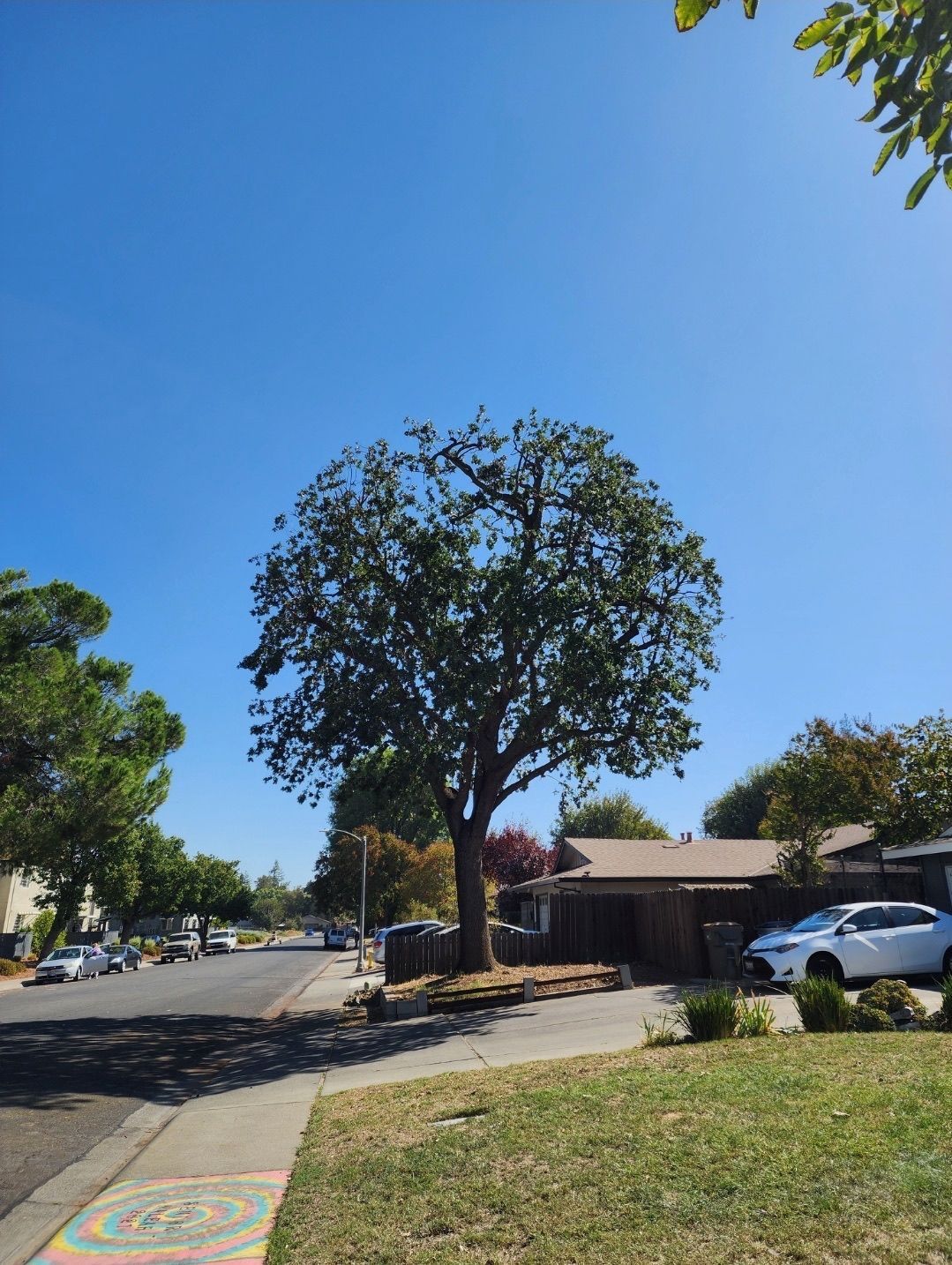Tree in front of a house on a sunny street, blue sky above.