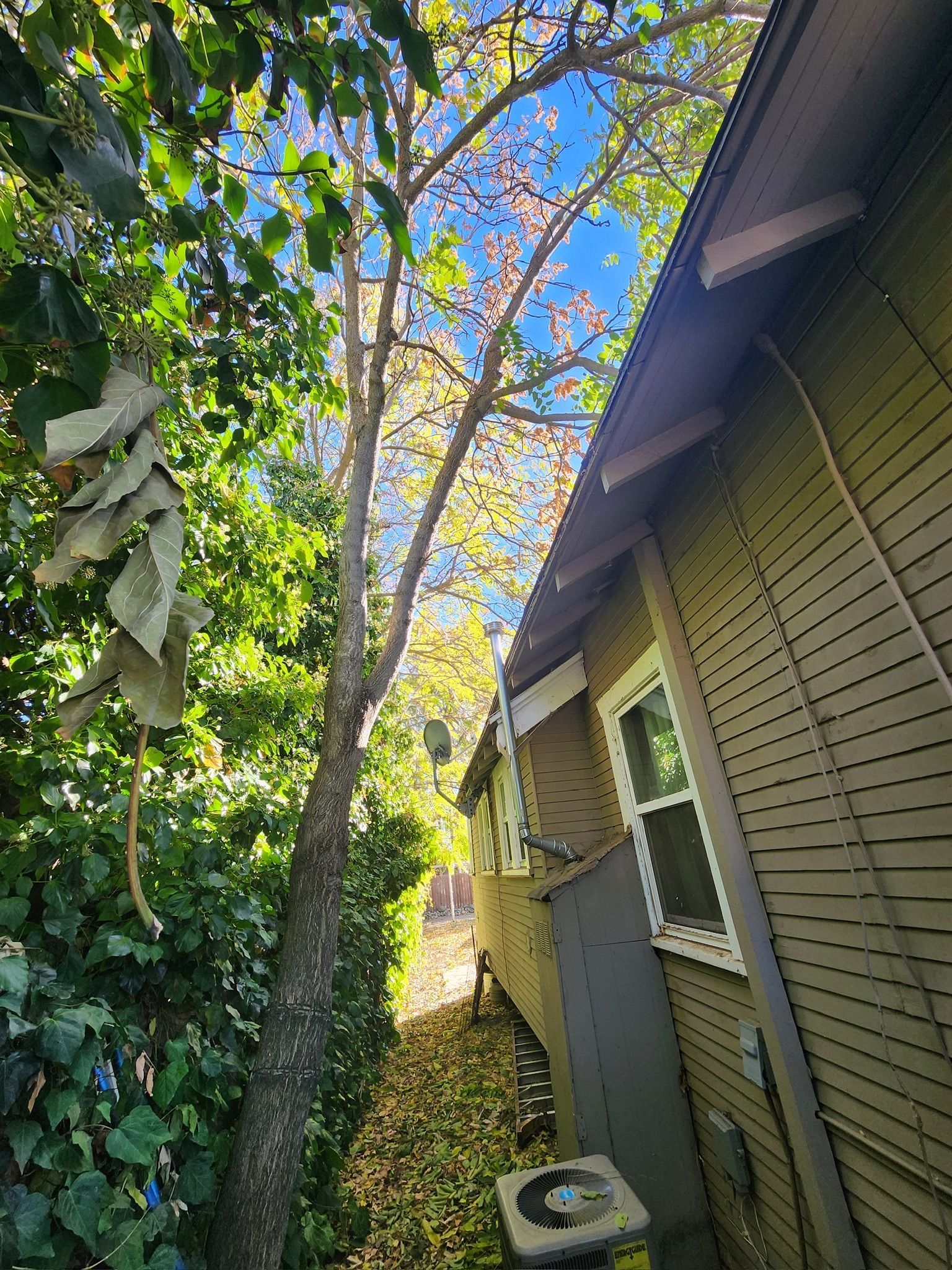 View up toward a tall tree next to a building. Leaves, sky, and AC unit visible.