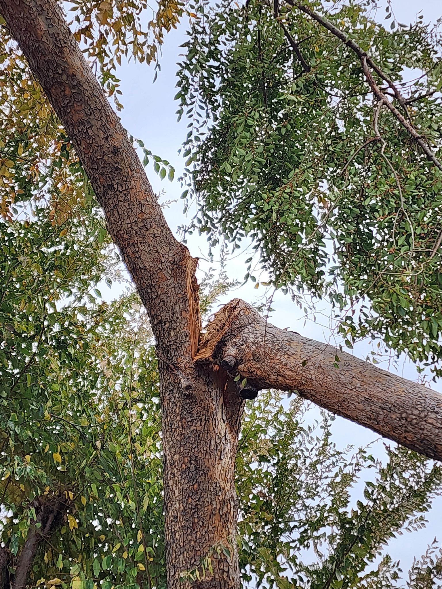 Tree trunk with broken branch, showing rough bark and leaves against a cloudy sky.