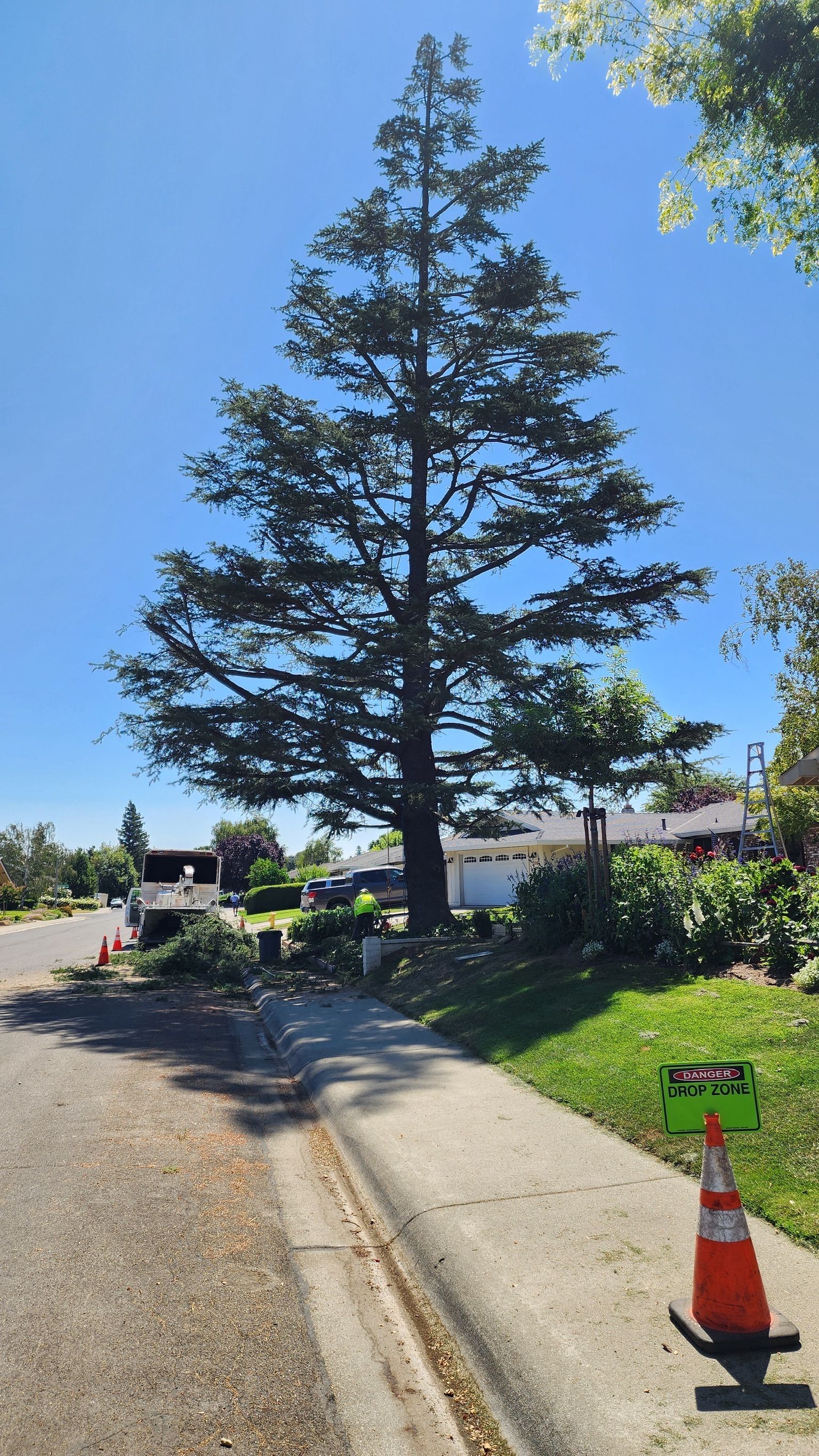 Tall tree next to a driveway on a sunny day. Road and house in the background. Orange traffic cone in foreground.