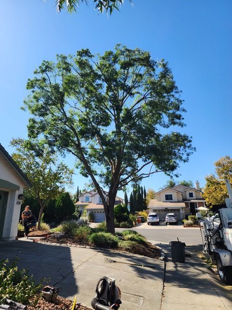 Residential street with a tall tree in the center, houses, parked cars, and a clear blue sky.
