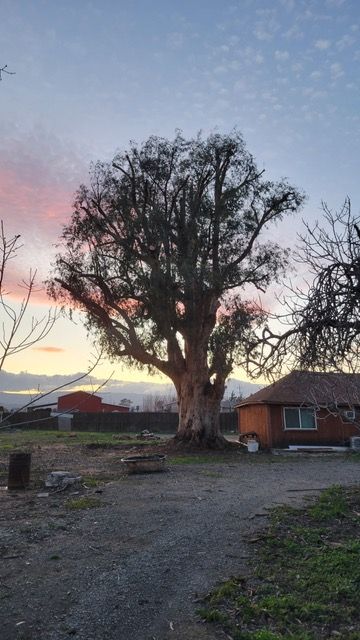 Large Oak Tree Removal in Woodland