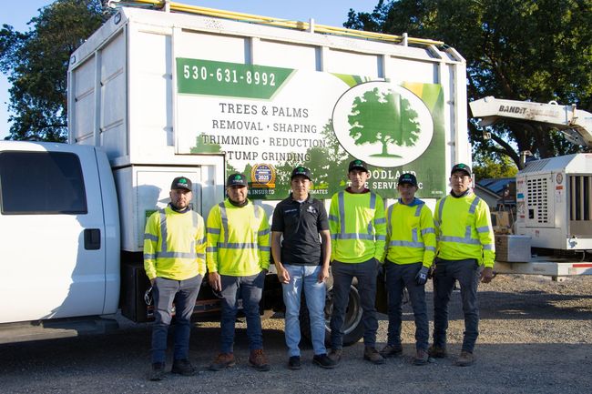 Woodland Tree Removal Company