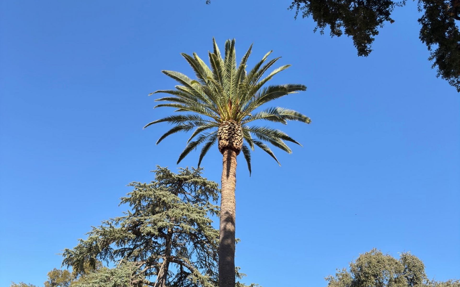 Tall palm tree against a bright blue sky, with smaller trees below.