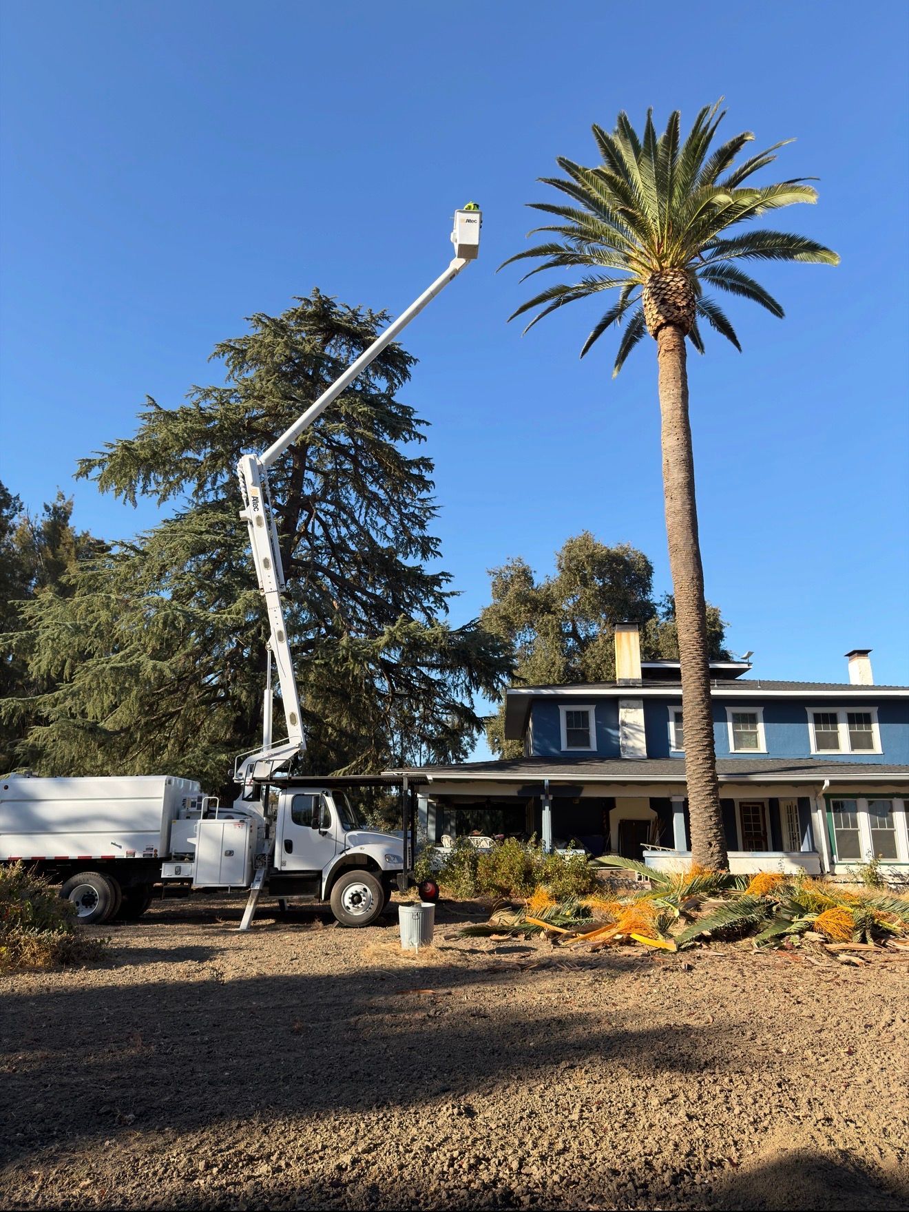 Truck with extended boom trims palm tree near a blue house under a blue sky.