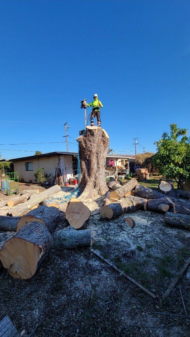 Arborist atop a large tree stump, surrounded by cut logs and wood chips, under a blue sky.