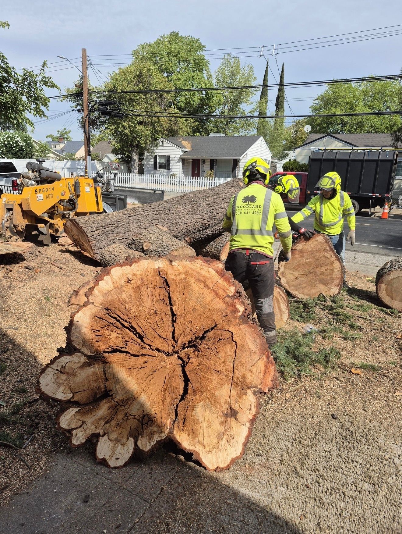 Tree service workers cutting a large tree on a residential street. Yellow vests, logs, stump grinder visible.