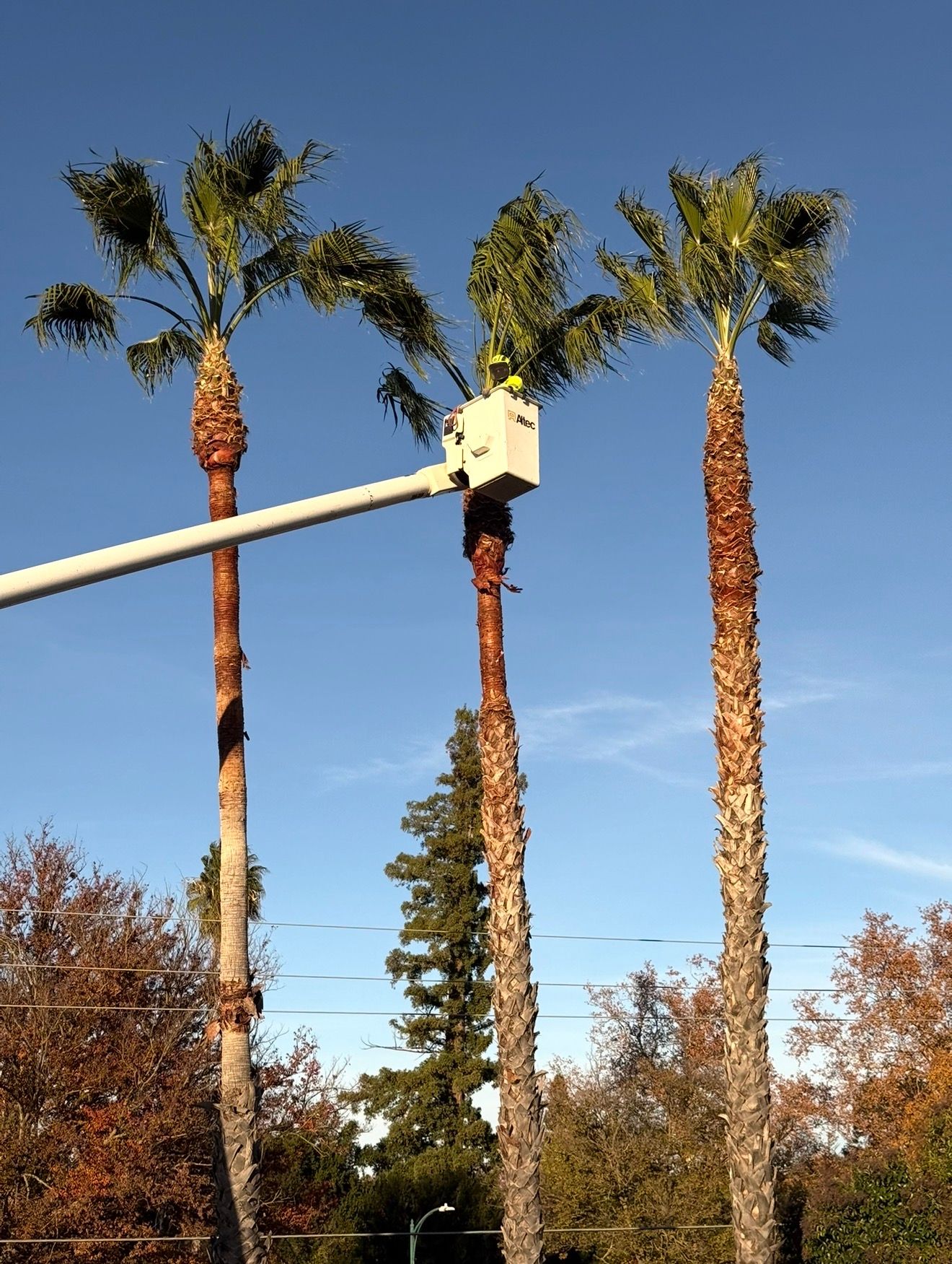 Three tall palm trees; a bucket truck is trimming the middle tree against a blue sky.