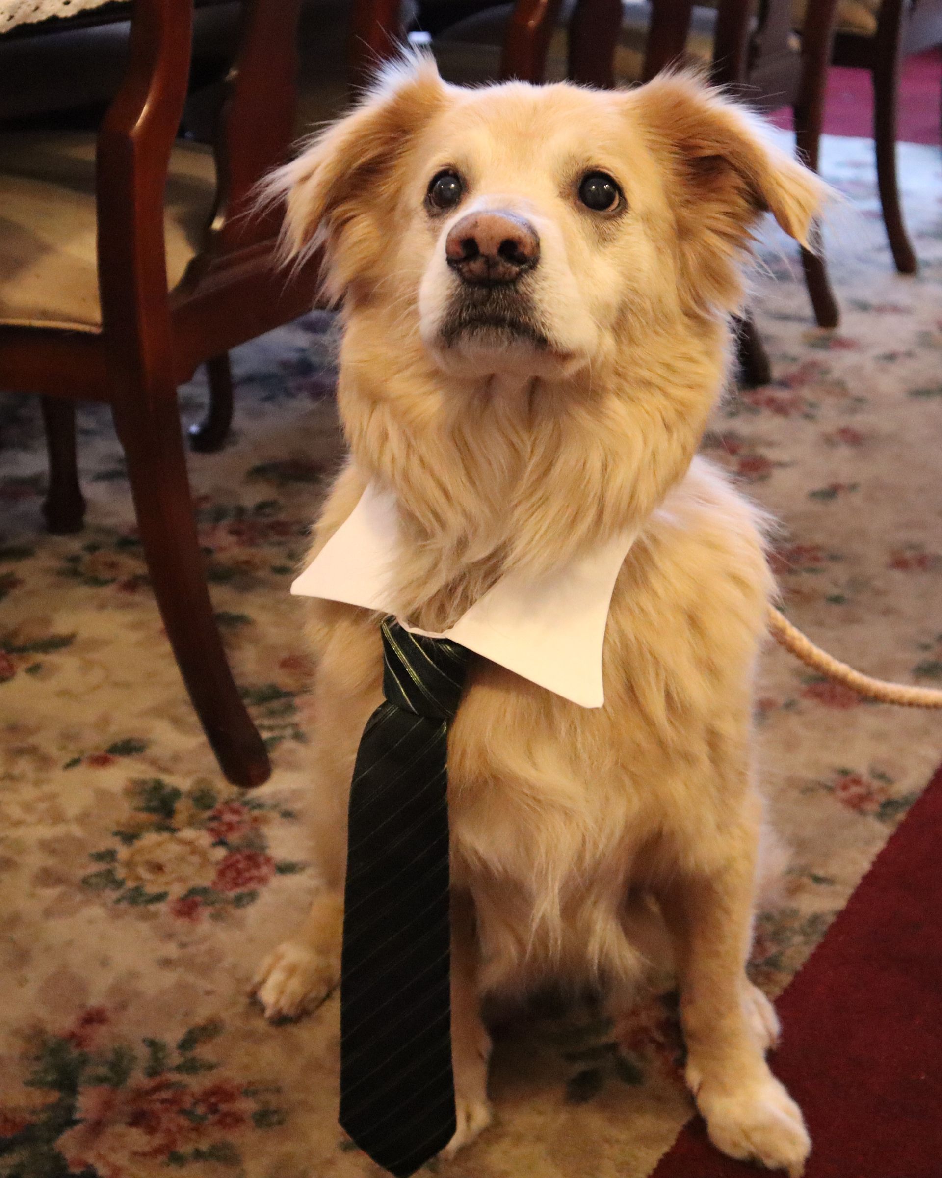 Simba the dog wearing a tie.