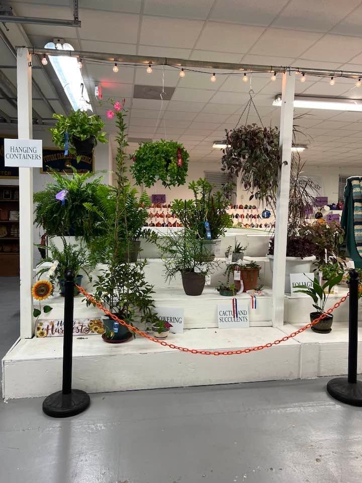 Indoor plant display with potted greenery, hanging lights, and decorative shelves in a store setting