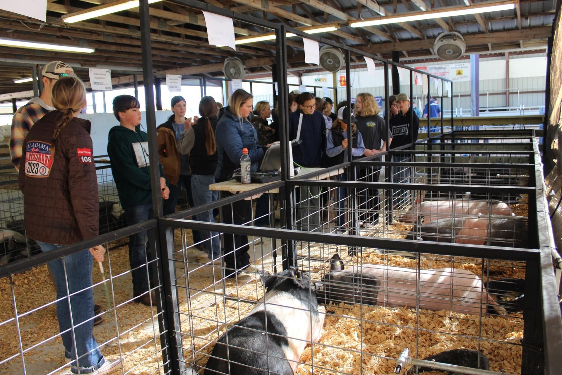 People viewing goats in a barn, with metal pens and straw-covered flooring.