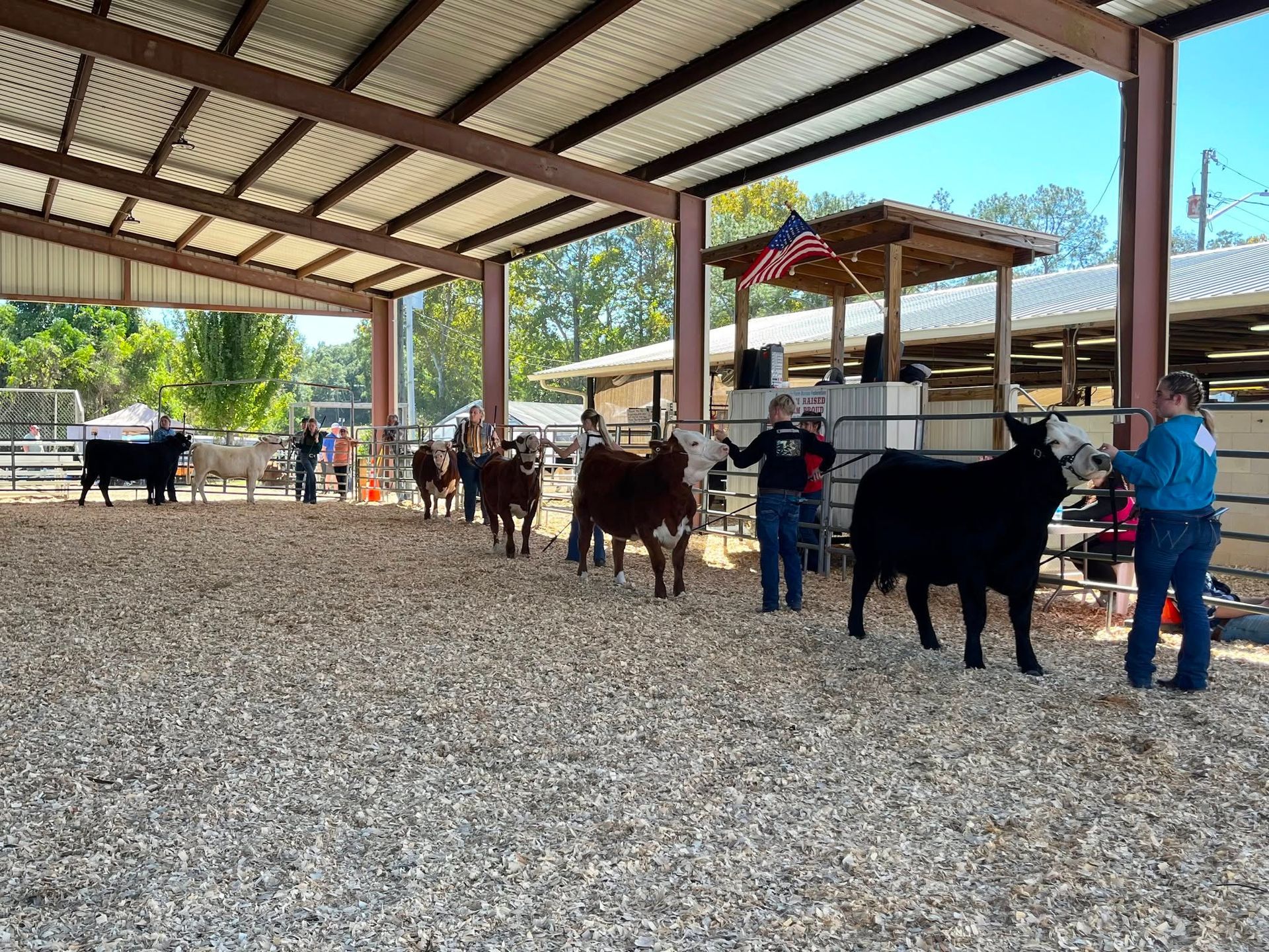 Goats lined up with handlers under a metal-roofed barn in a gravel pen
