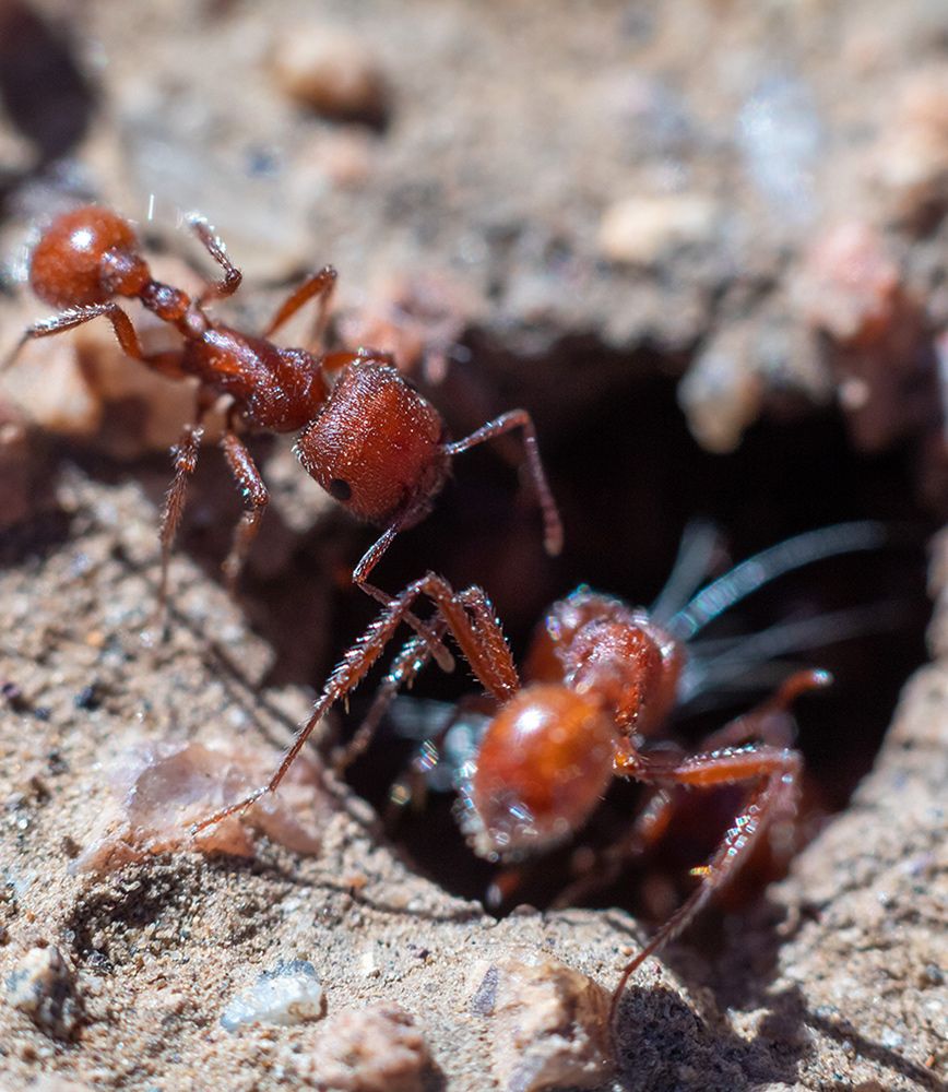Red Harvester Ants