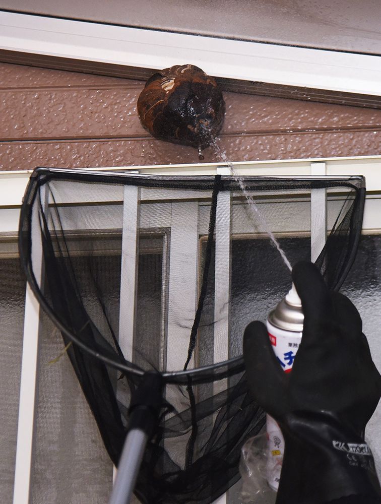 Exterminating Hornet Nest