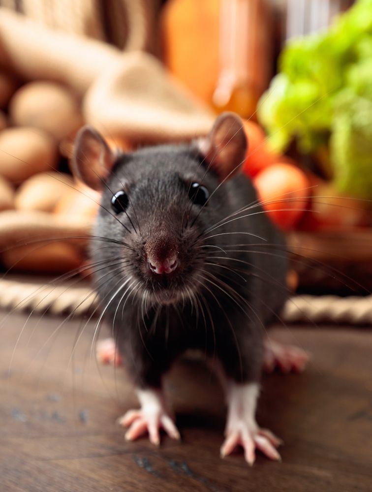 House Rats