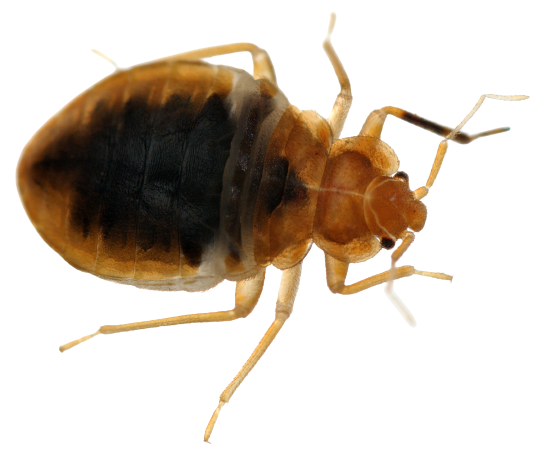 Bed Bug