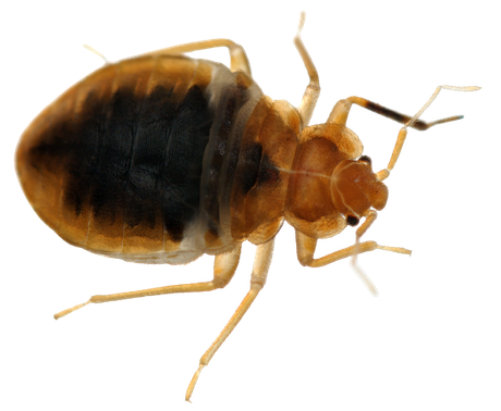 Bed Bug
