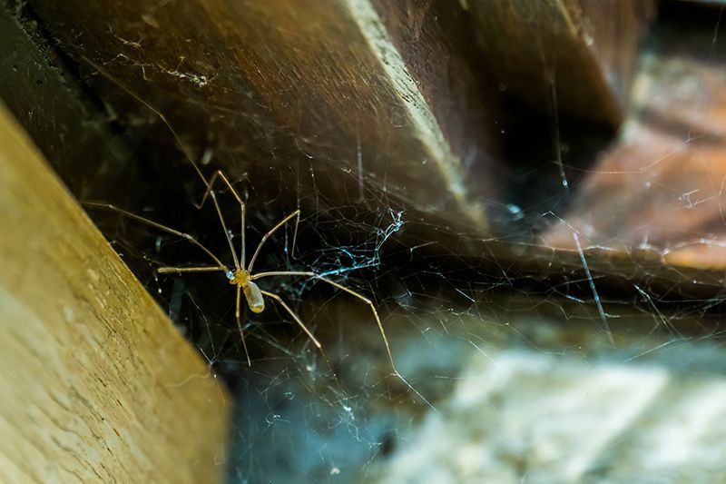 Cellar Spider