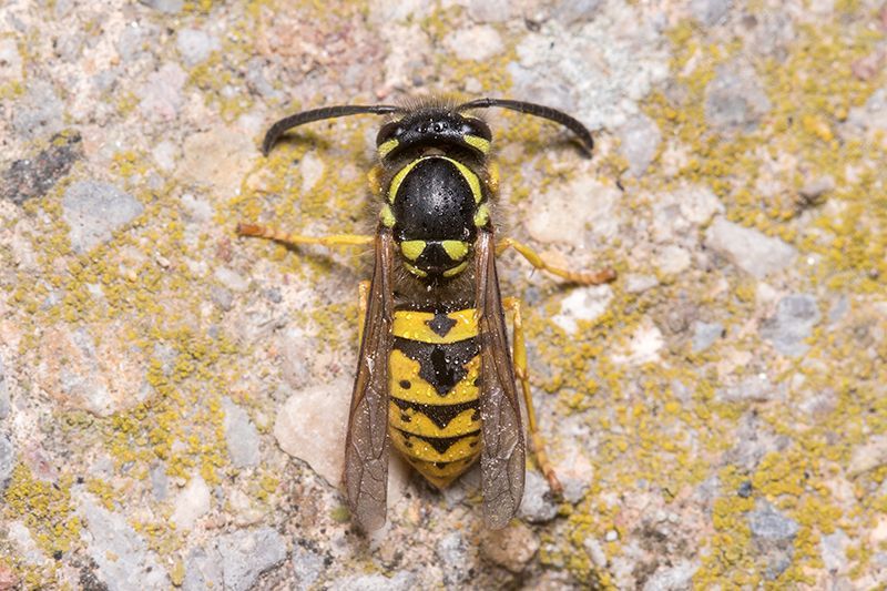 Wasps