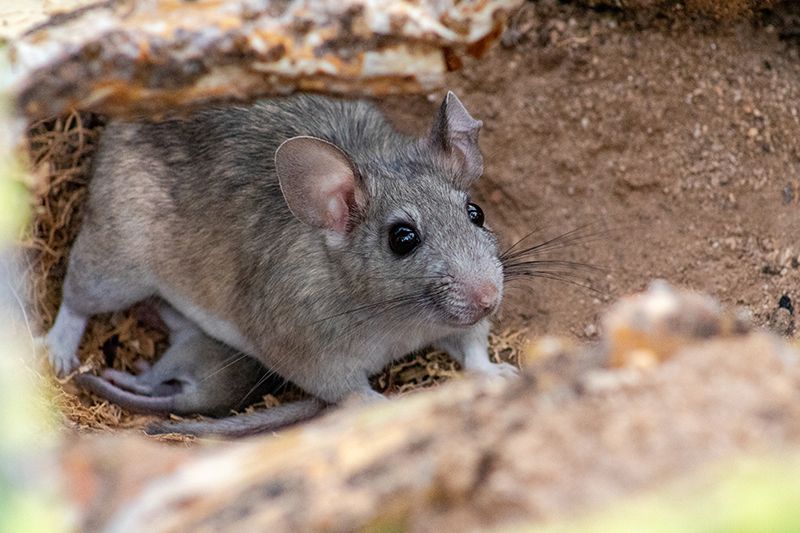 Wood Rats