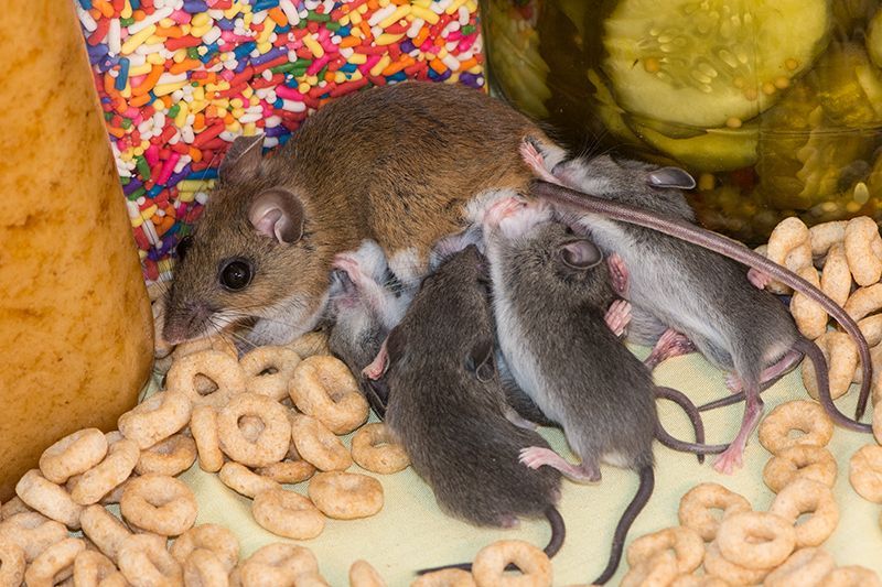 House Mouse