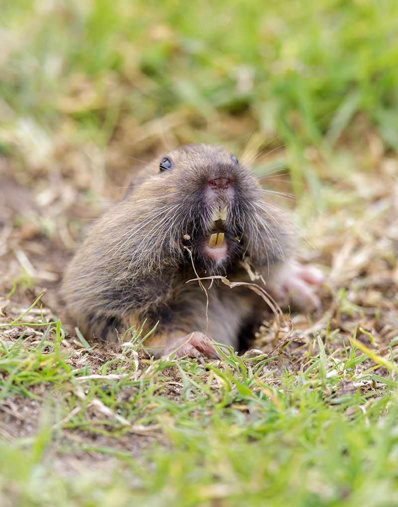Pocket Gopher