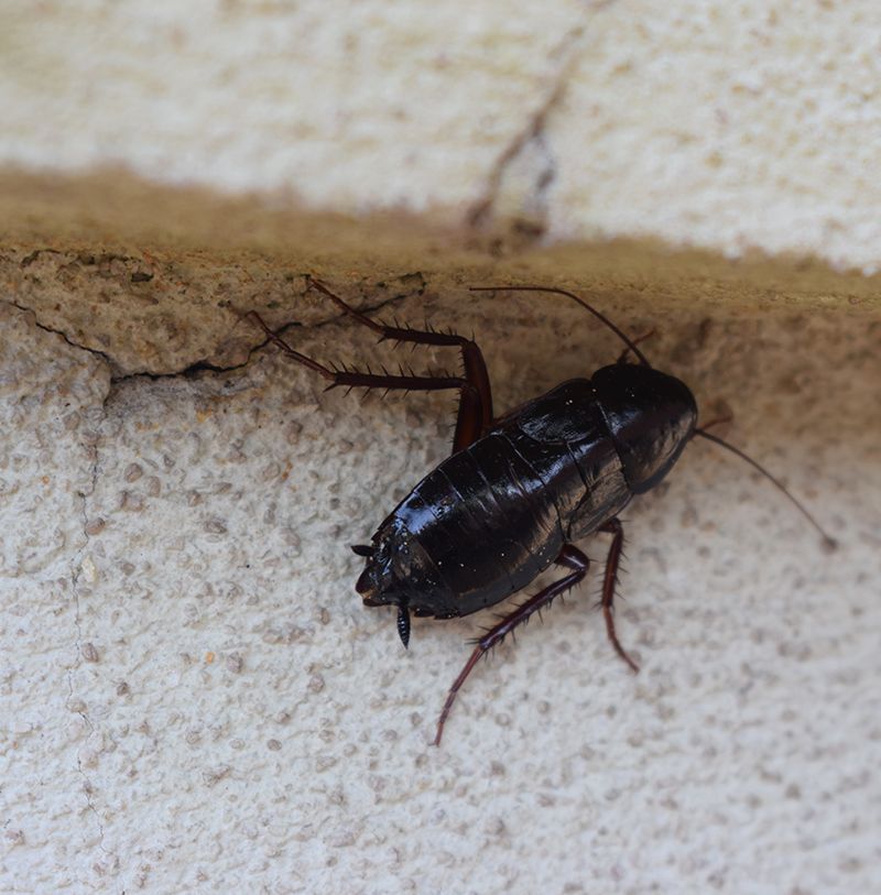 Oriental Cockroaches