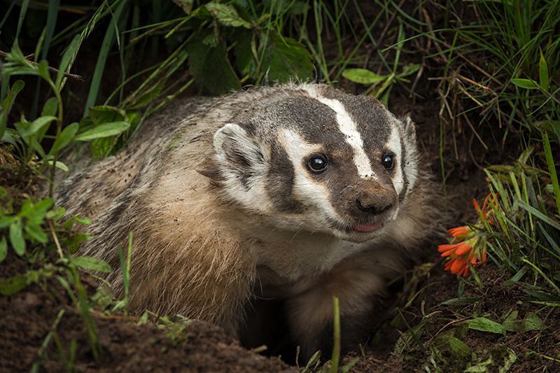 Badgers