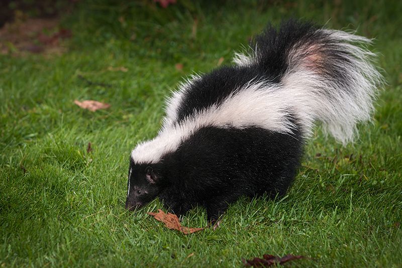 Skunks
