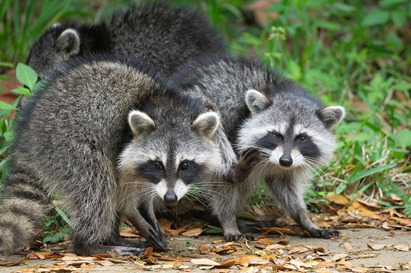 Racoons