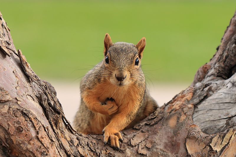 Squirrel