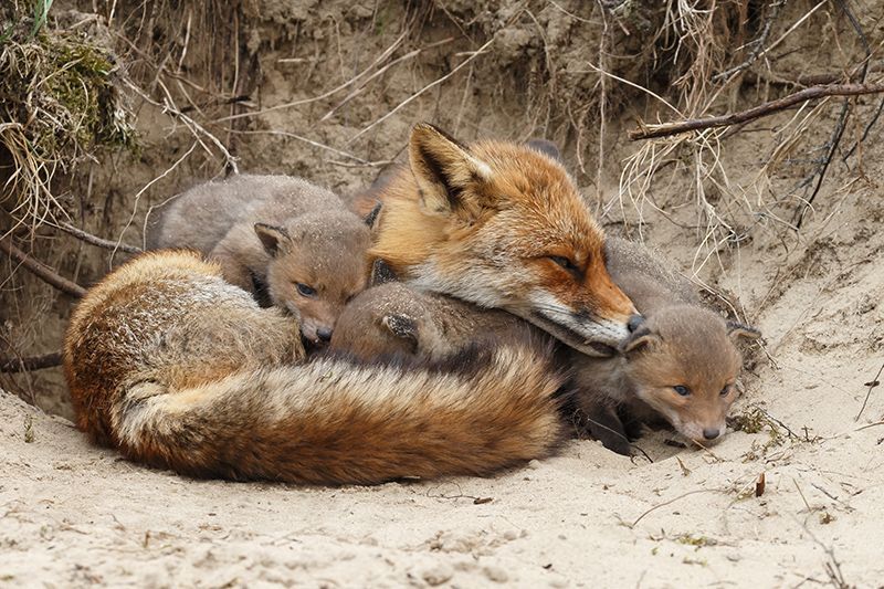 Red Fox