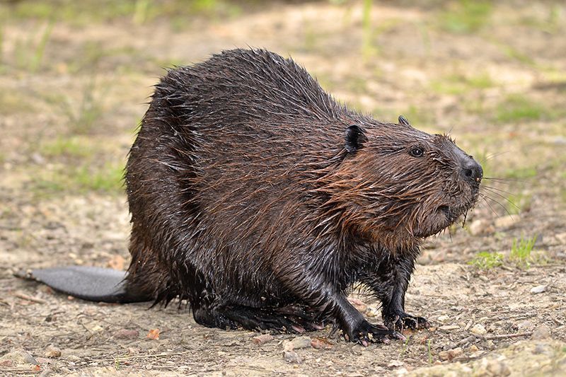 Beavers