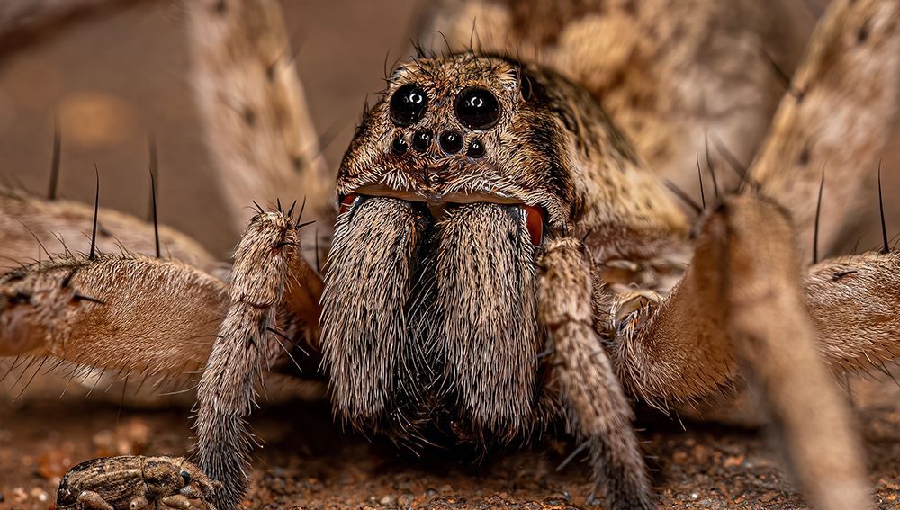 Wolf Spider