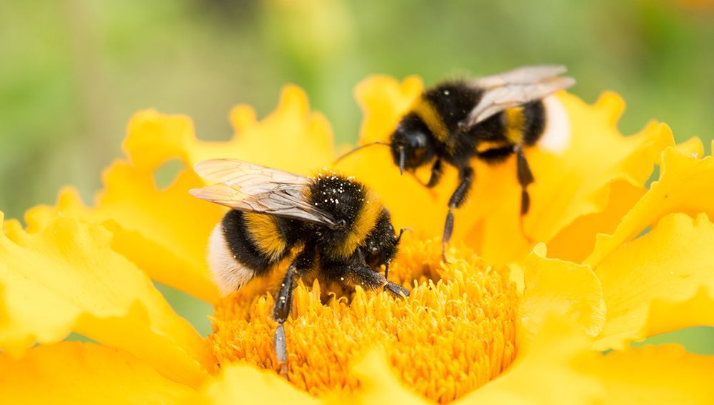Bumble Bee