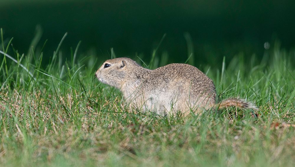 Ground Squirrels