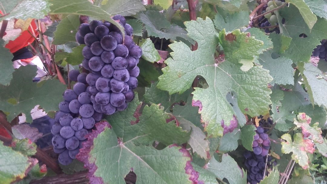 Une grappe de raisin violet suspendue à une vigne.