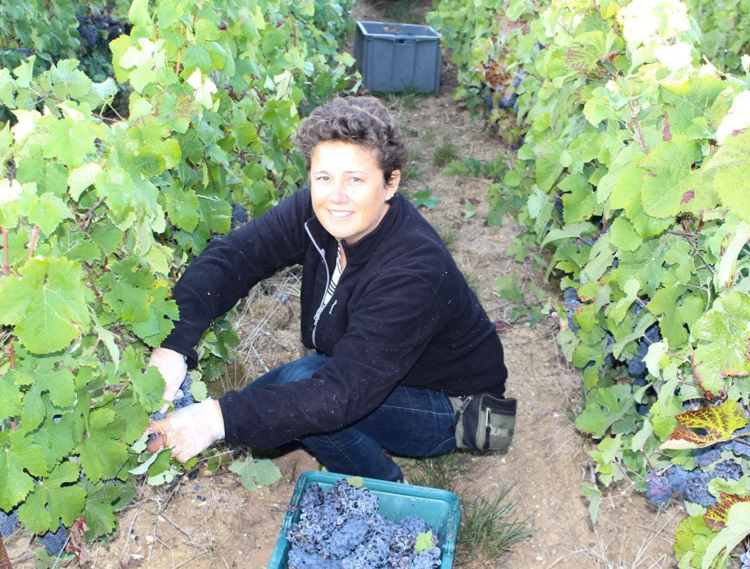 Une femme est agenouillée dans un vignoble en train de cueillir des raisins.
